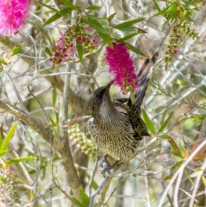 Anthochaera chrysoptera at Millingandi, NSW - 10 Oct 2017