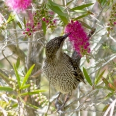 Anthochaera chrysoptera at Millingandi, NSW - 10 Oct 2017