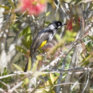 Phylidonyris novaehollandiae at Millingandi, NSW - 28 Sep 2017