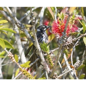 Phylidonyris novaehollandiae at Millingandi, NSW - 28 Sep 2017