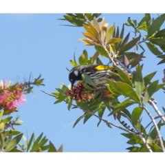 Phylidonyris novaehollandiae at Millingandi, NSW - 28 Sep 2017