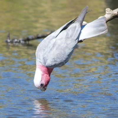 Eolophus roseicapilla (Galah) at Millingandi, NSW - 28 Sep 2017 by JulesPhotographer