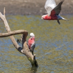 Eolophus roseicapilla at Millingandi, NSW - 28 Sep 2017 03:40 AM