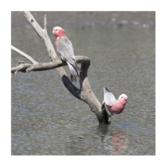Eolophus roseicapilla at Millingandi, NSW - 28 Sep 2017 03:40 AM