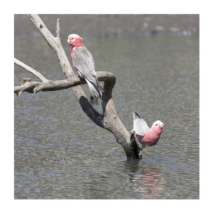 Eolophus roseicapilla at Millingandi, NSW - 28 Sep 2017 03:40 AM