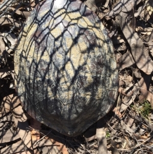 Chelodina longicollis at Gungahlin, ACT - 12 Oct 2017