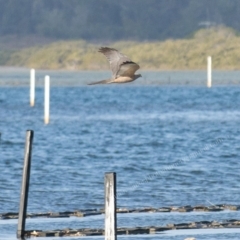 Tachyspiza fasciata at Millingandi, NSW - 23 Sep 2017 07:13 AM