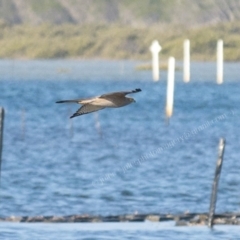 Tachyspiza fasciata at Millingandi, NSW - 23 Sep 2017