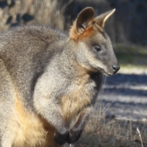 Wallabia bicolor at Gungahlin, ACT - 18 Jun 2017