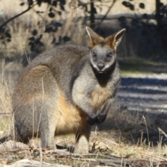 Wallabia bicolor at Gungahlin, ACT - 18 Jun 2017 12:00 AM