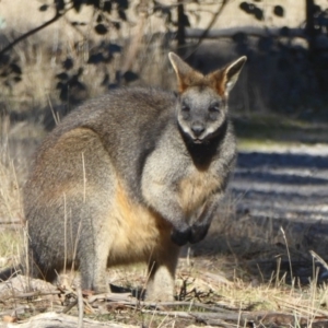 Wallabia bicolor at Gungahlin, ACT - 18 Jun 2017