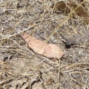 Goniaea australasiae at Stromlo, ACT - 14 Jan 2017