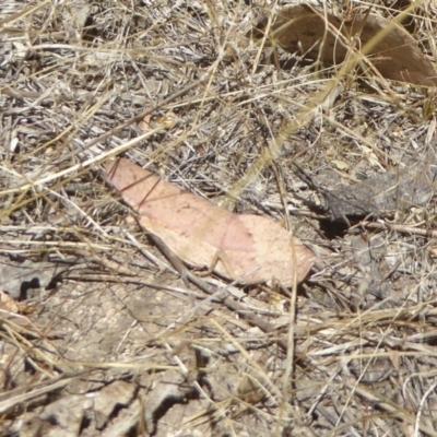 Goniaea australasiae (Gumleaf grasshopper) at Block 402 - 13 Jan 2017 by Christine