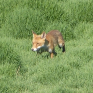 Vulpes vulpes at Fyshwick, ACT - 15 Jan 2017