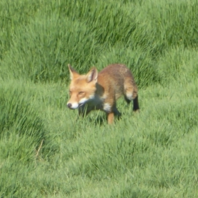 Vulpes vulpes (Red Fox) at Fyshwick, ACT - 15 Jan 2017 by Christine