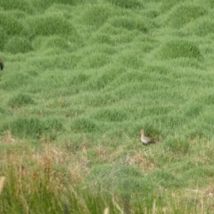 Vulpes vulpes at Fyshwick, ACT - 15 Jan 2017