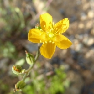 Hypericum sp. at Cotter River, ACT - 17 Jan 2017