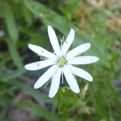 Stellaria pungens (Prickly Starwort) at Cotter River, ACT - 17 Jan 2017 by Christine