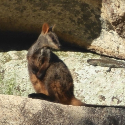 Petrogale penicillata (Brush-tailed Rock Wallaby) at Paddys River, ACT - 21 Jan 2017 by Christine