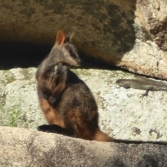 Petrogale penicillata (Brush-tailed Rock Wallaby) at Paddys River, ACT - 20 Jan 2017 by Christine