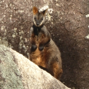 Petrogale penicillata at Paddys River, ACT - suppressed