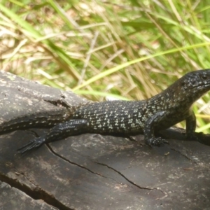 Egernia cunninghami at Paddys River, ACT - 21 Jan 2017