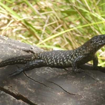 Egernia cunninghami (Cunningham's Skink) at Tidbinbilla Nature Reserve - 20 Jan 2017 by Christine