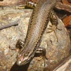 Eulamprus heatwolei (Yellow-bellied Water Skink) at Tidbinbilla Nature Reserve - 20 Jan 2017 by Christine