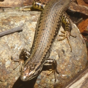 Eulamprus heatwolei at Paddys River, ACT - 21 Jan 2017 12:00 AM