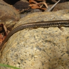 Eulamprus heatwolei at Paddys River, ACT - 21 Jan 2017