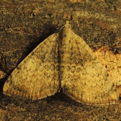 Chrysolarentia mecynata (Mecynata Carpet Moth) at Conder, ACT - 1 May 2015 by michaelb