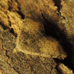 Chrysolarentia mecynata at Conder, ACT - 2 May 2015 08:55 AM