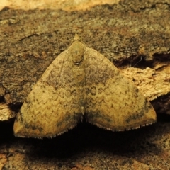 Chrysolarentia mecynata at Conder, ACT - 2 May 2015