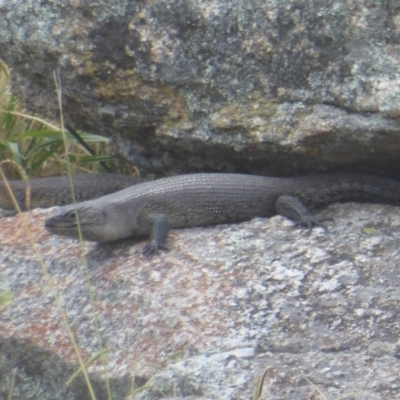 Egernia cunninghami (Cunningham's Skink) at Wayo, NSW - 26 Jan 2017 by Christine