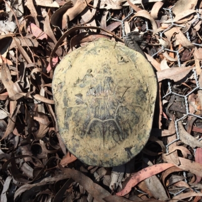 Chelodina longicollis (Eastern Long-necked Turtle) at Gungahlin, ACT - 11 Oct 2017 by CedricBear