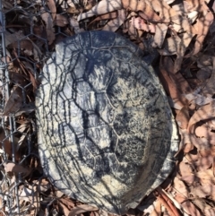 Chelodina longicollis (Eastern Long-necked Turtle) at Gungahlin, ACT - 12 Oct 2017 by CedricBear