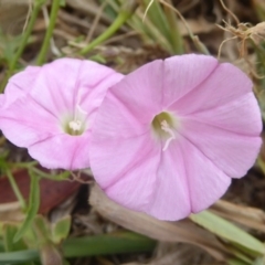 Convolvulus sp. (A Bindweed) at Jerrabomberra Wetlands - 31 Jan 2017 by Christine