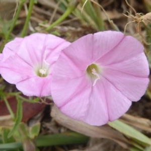 Convolvulus sp. at Fyshwick, ACT - 1 Feb 2017 12:00 AM