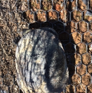 Chelodina longicollis at Gungahlin, ACT - 12 Oct 2017 11:00 AM