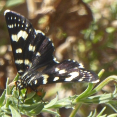 Phalaenoides tristifica (Willow-herb Day-moth) at Forde, ACT - 21 Feb 2017 by Christine