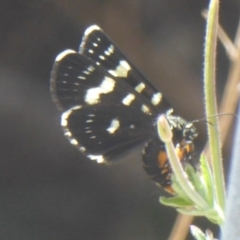 Phalaenoides tristifica at Forde, ACT - 22 Feb 2017