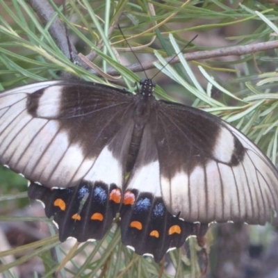 Papilio aegeus (Orchard Swallowtail, Large Citrus Butterfly) at Acton, ACT - 22 Feb 2017 by Christine