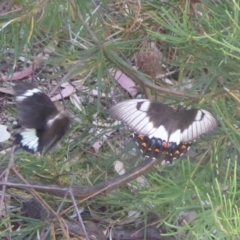 Papilio aegeus at Acton, ACT - 22 Feb 2017 04:22 PM