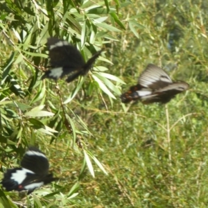 Papilio aegeus at Acton, ACT - 22 Feb 2017