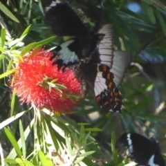 Papilio aegeus at Acton, ACT - 22 Feb 2017 04:22 PM