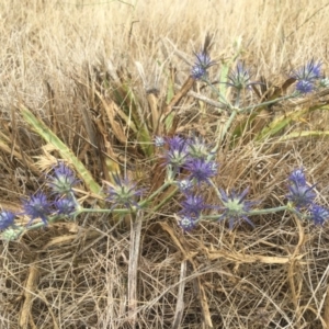 Eryngium ovinum at Jerrabomberra, ACT - 8 Feb 2017 12:09 PM