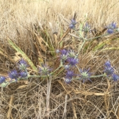 Eryngium ovinum (Blue Devil) at Jerrabomberra, ACT - 8 Feb 2017 by CallumBraeRuralProperty