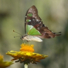 Graphium macleayanum (Macleay's Swallowtail) at ANBG - 21 Feb 2017 by Christine