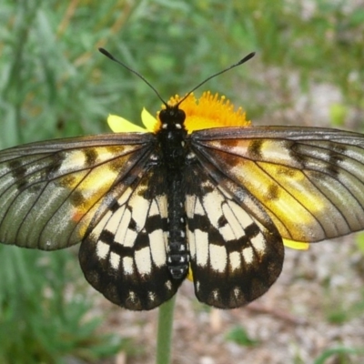Acraea andromacha (Glasswing) at ANBG - 5 Mar 2011 by Christine
