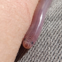 Anilios nigrescens (Blackish Blind Snake) at Googong, NSW - 12 Oct 2017 by Wandiyali